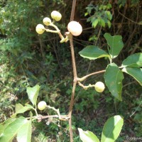 Cayratia pedata (Lam.) Gagnep.